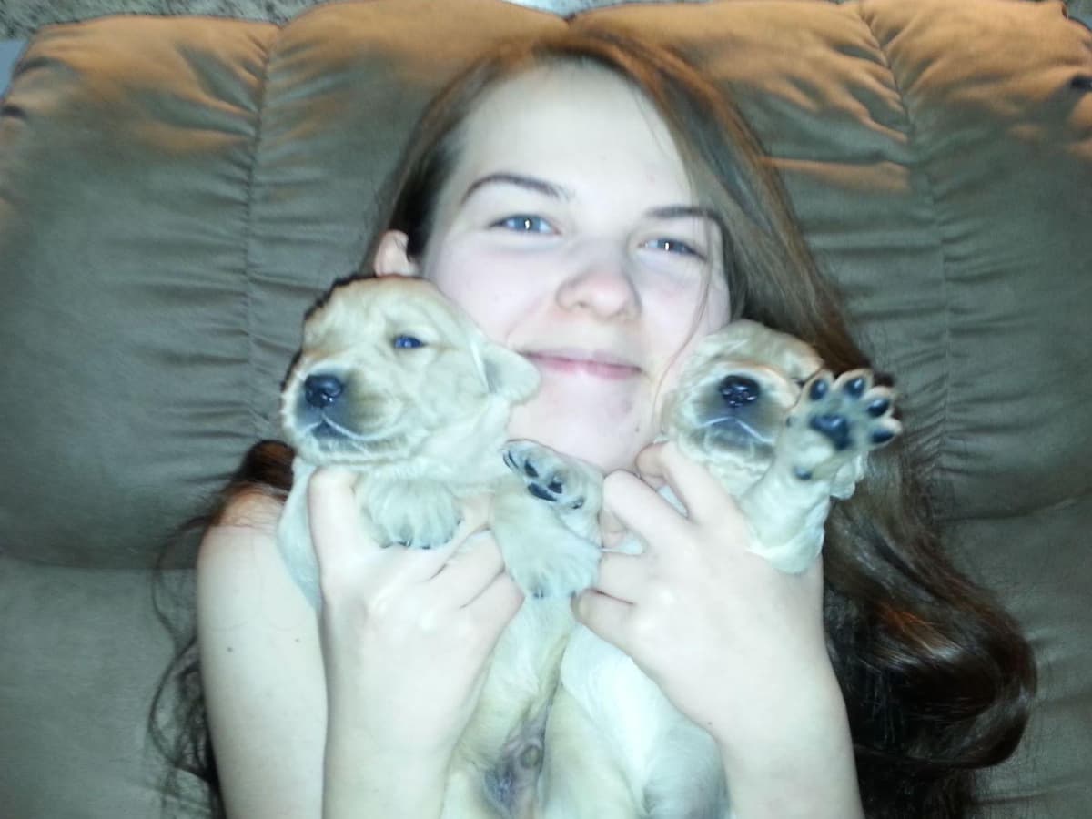 Branchway Forest Golden Retriever Puppies breeder image 13