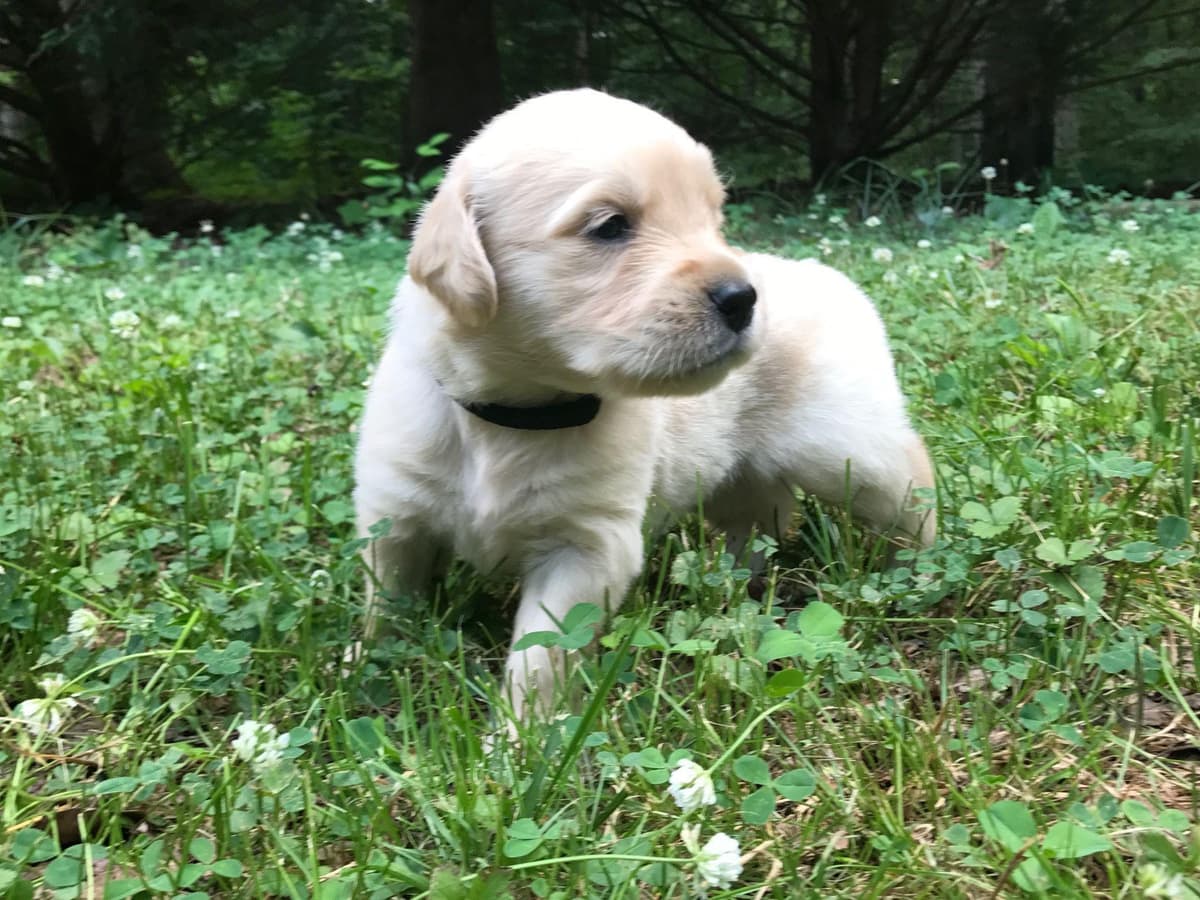 Branchway Forest Golden Retriever Puppies breeder image 52