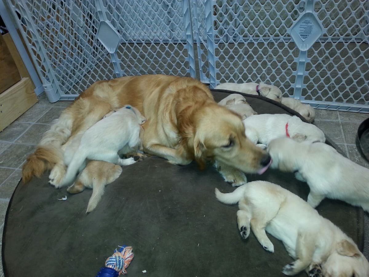 Branchway Forest Golden Retriever Puppies breeder image 47