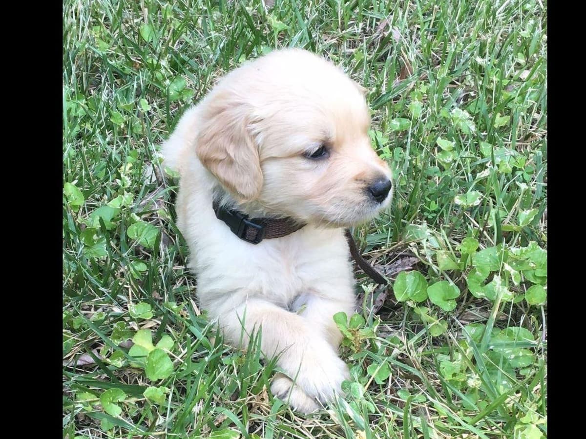 Branchway Forest Golden Retriever Puppies breeder image 37
