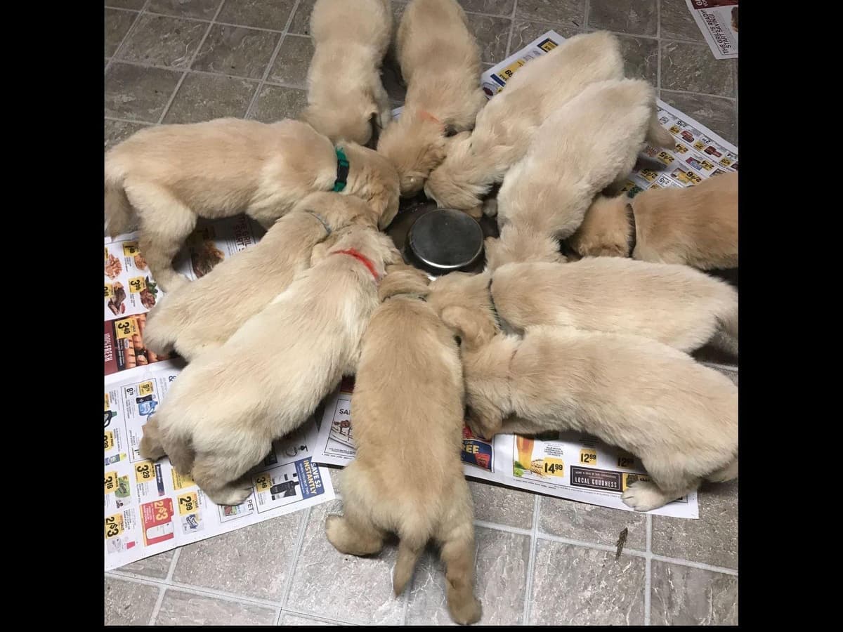 Branchway Forest Golden Retriever Puppies breeder image 46
