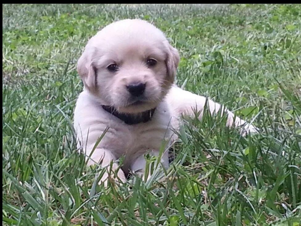 Branchway Forest Golden Retriever Puppies breeder image 45