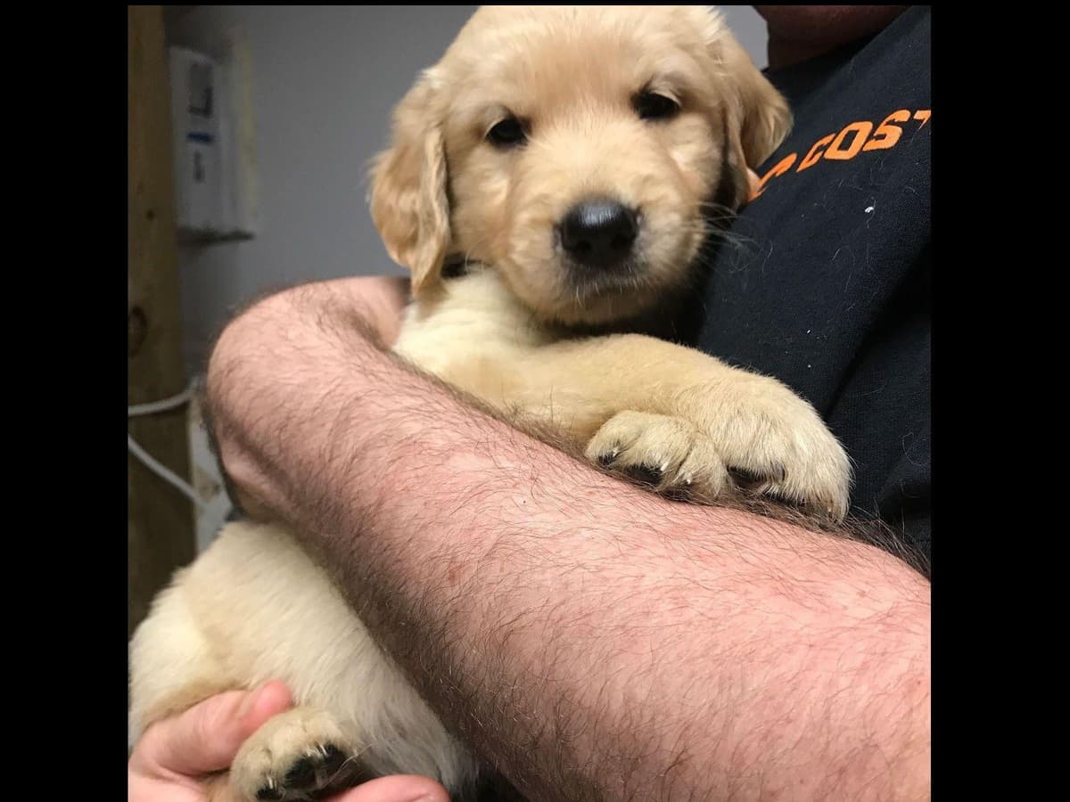 Branchway Forest Golden Retriever Puppies breeder image 38