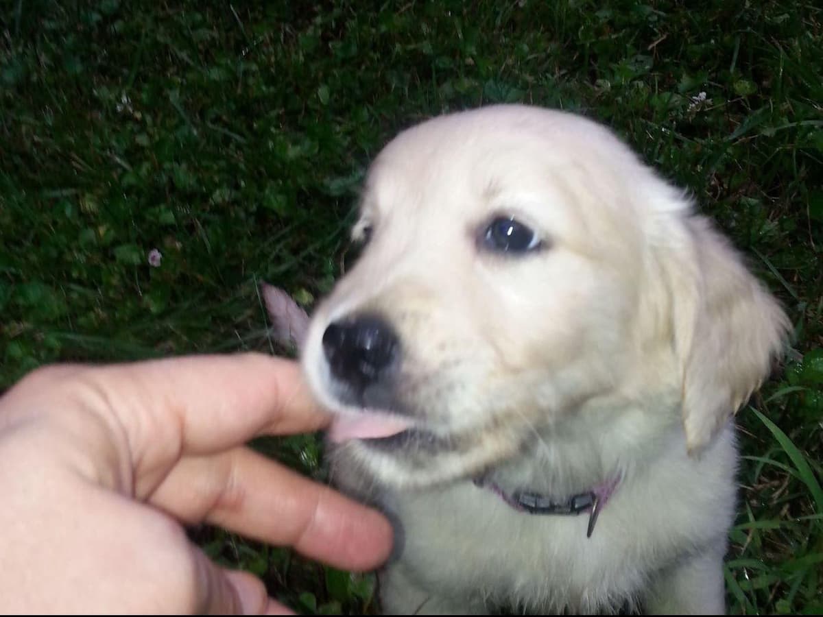 Branchway Forest Golden Retriever Puppies breeder image 41