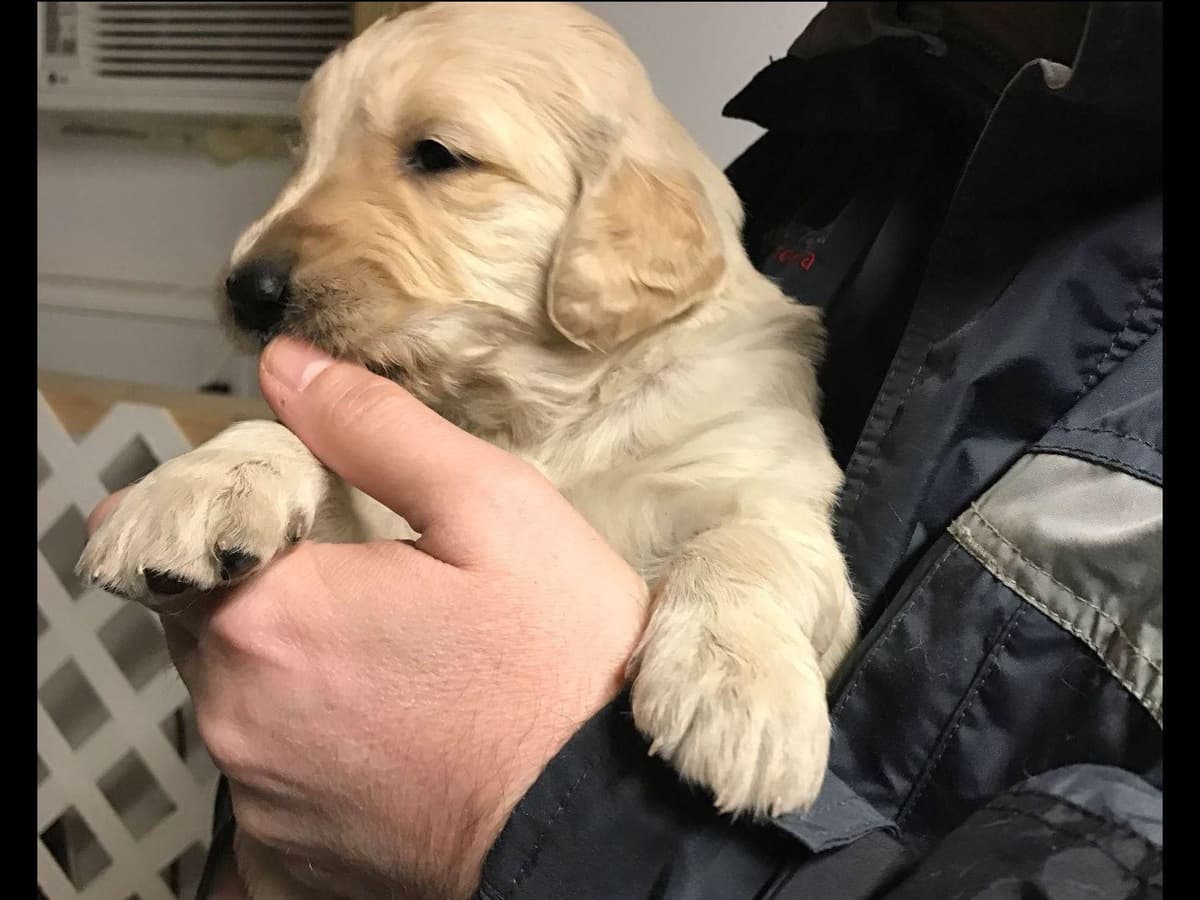 Branchway Forest Golden Retriever Puppies breeder image 39