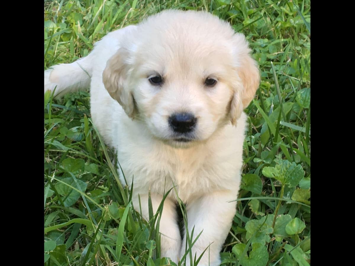 Branchway Forest Golden Retriever Puppies breeder image 36