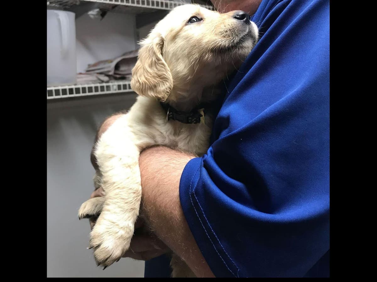 Branchway Forest Golden Retriever Puppies breeder image 34