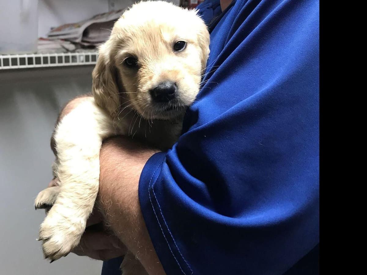 Branchway Forest Golden Retriever Puppies breeder image 35