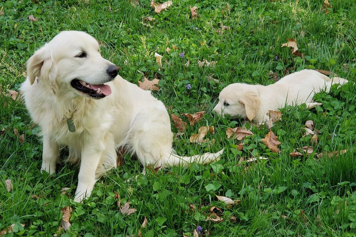 Branchway Forest Golden Retriever Puppies breeder image 22