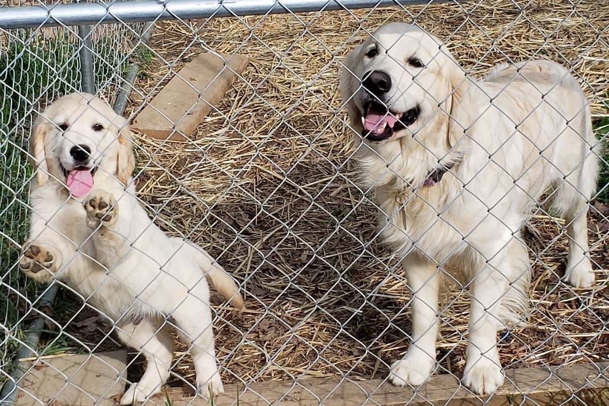 Branchway Forest Golden Retriever Puppies breeder image 21