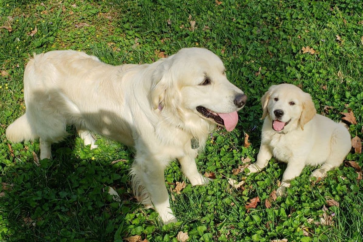 Branchway Forest Golden Retriever Puppies breeder image 20