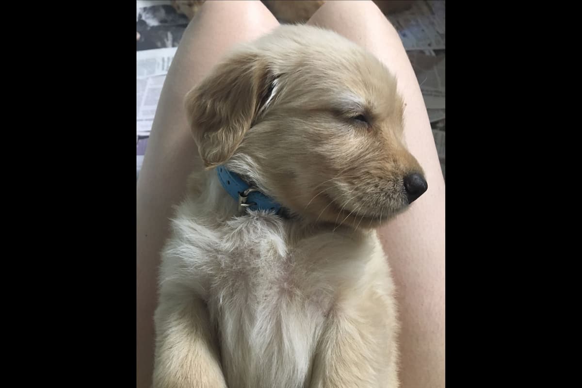 Branchway Forest Golden Retriever Puppies breeder image 19
