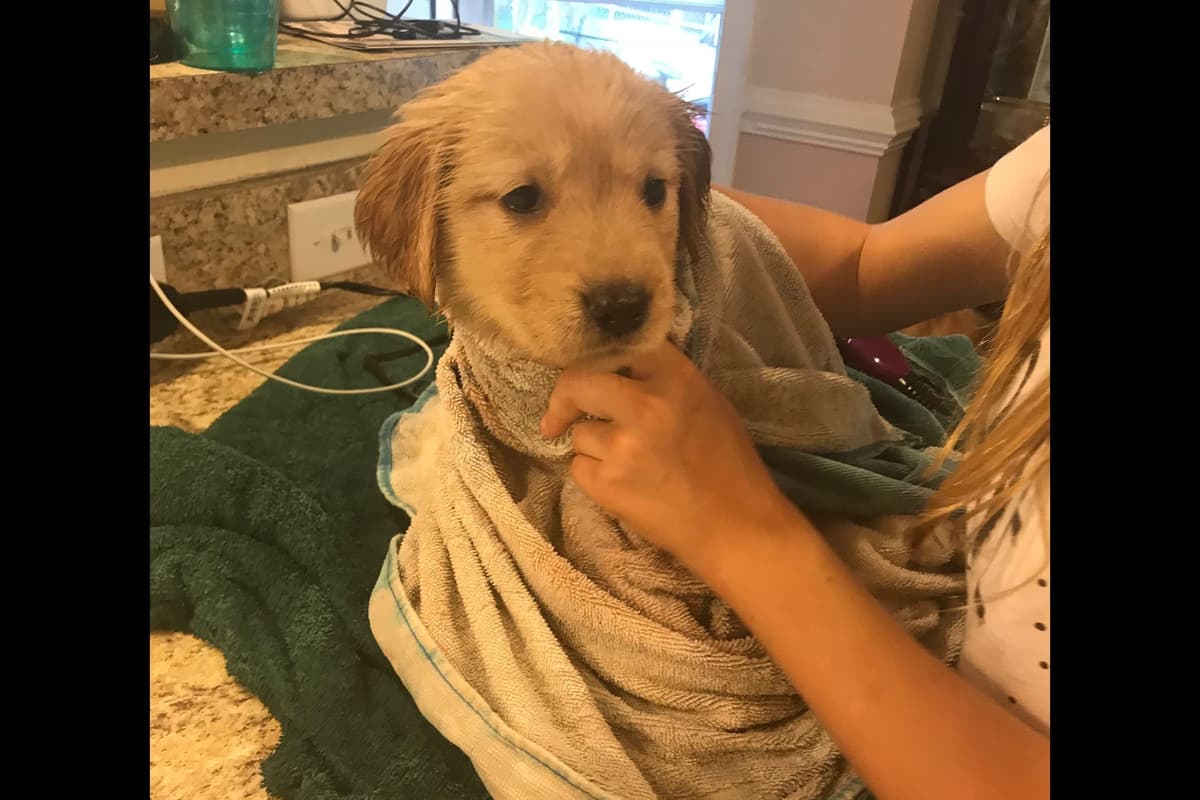 Branchway Forest Golden Retriever Puppies breeder image 16