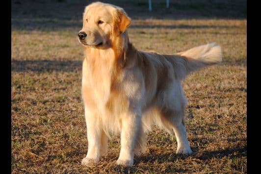 Branchway Forest Golden Retriever Puppies breeder image 5