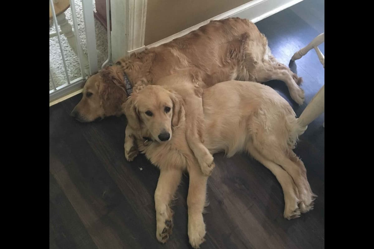 Branchway Forest Golden Retriever Puppies breeder image 33