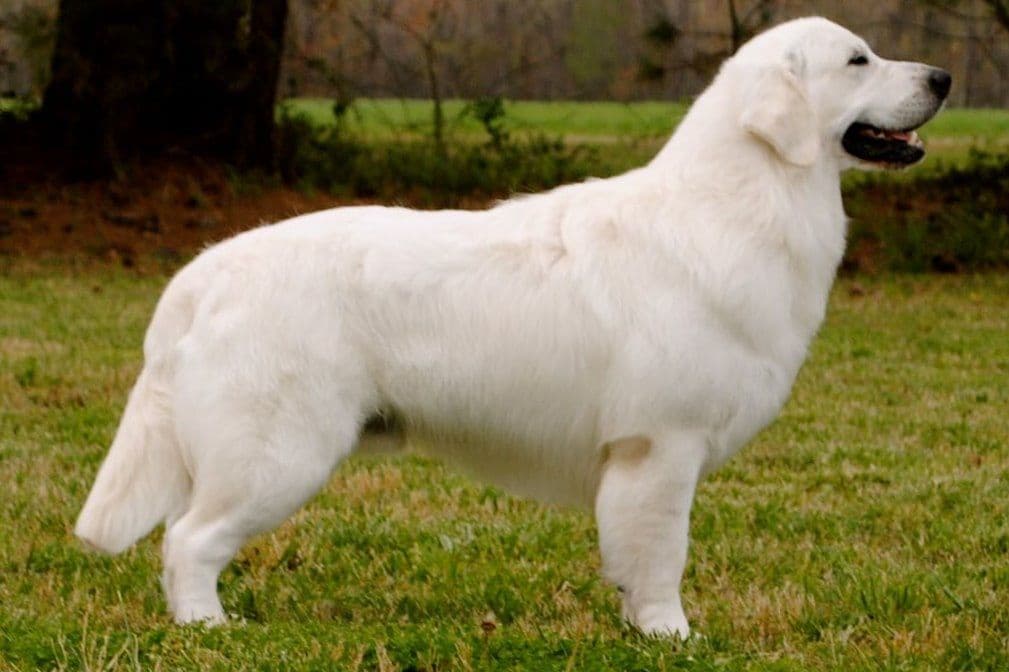 Branchway Forest Golden Retriever Puppies breeder image 6