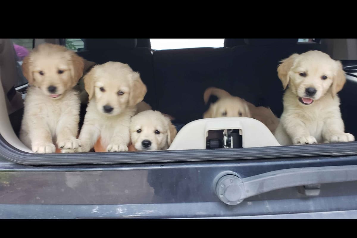 Branchway Forest Golden Retriever Puppies breeder image 17
