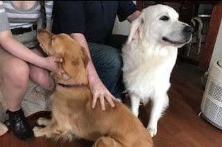 Branchway Forest Golden Retriever Puppies breeder image 23