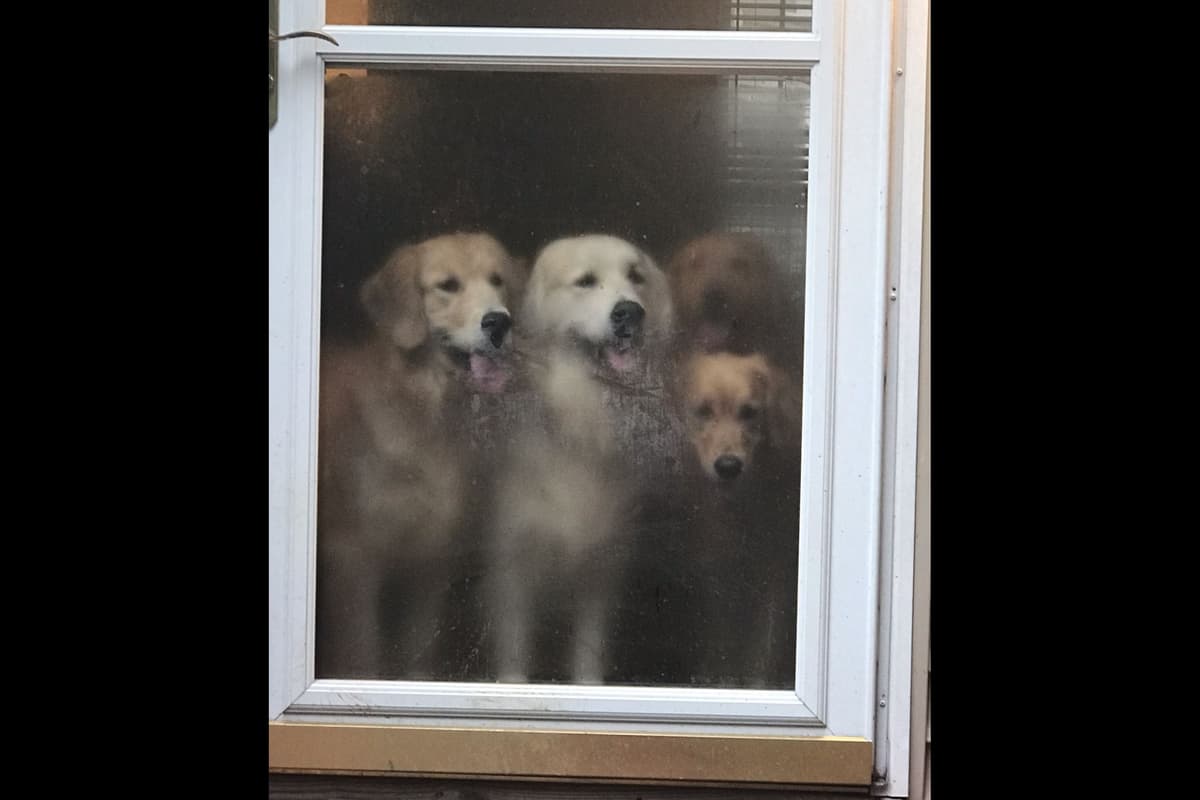 Branchway Forest Golden Retriever Puppies breeder image 15