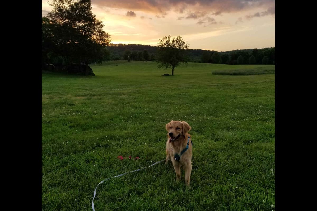Branchway Forest Golden Retriever Puppies breeder image 9
