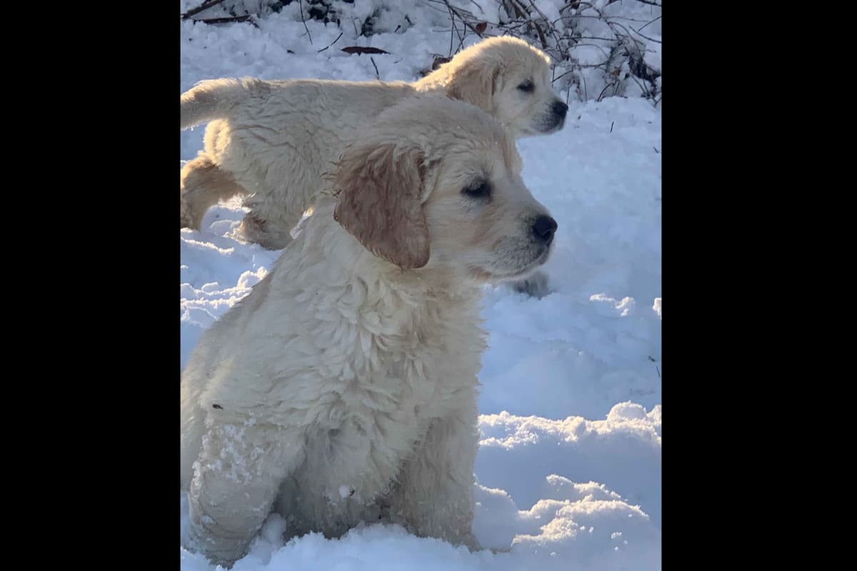 Branchway Forest Golden Retriever Puppies breeder image 1