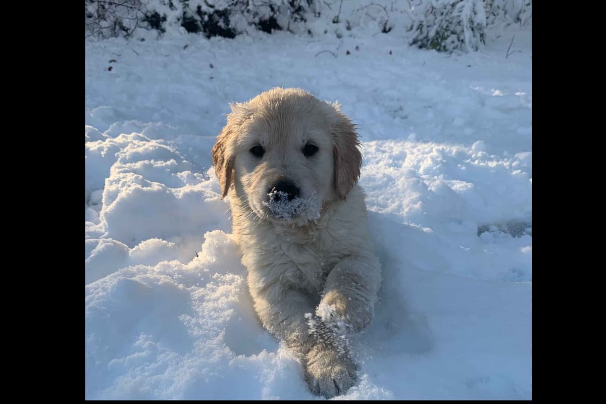 Branchway Forest Golden Retriever Puppies breeder image 27