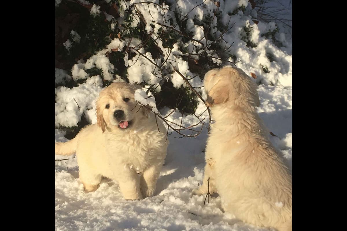 Branchway Forest Golden Retriever Puppies breeder image 28