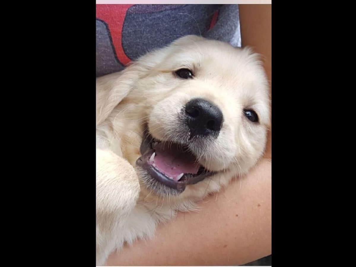 Branchway Forest Golden Retriever Puppies breeder image 2