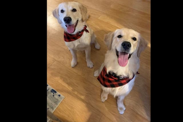 Branchway Forest Golden Retriever Puppies media 12