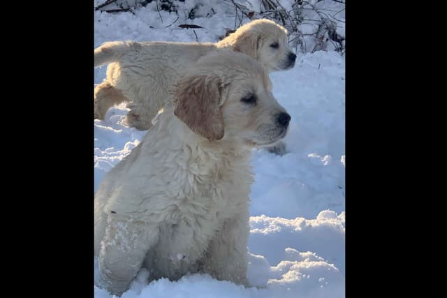 Branchway Forest Golden Retriever Puppies media 13