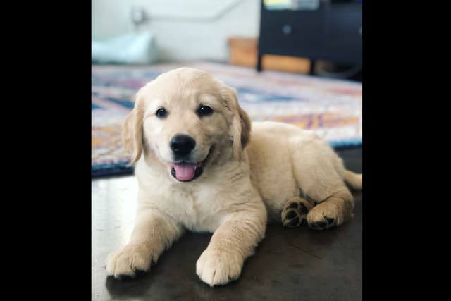 Branchway Forest Golden Retriever Puppies media 14