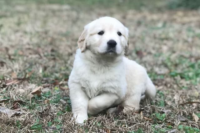 Branchway Forest Golden Retriever Puppies media 15