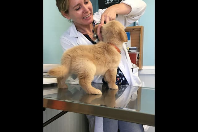 Branchway Forest Golden Retriever Puppies media 17