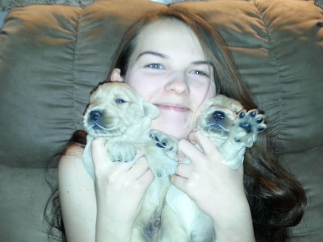 Branchway Forest Golden Retriever Puppies media 18