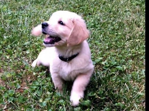 Branchway Forest Golden Retriever Puppies media 19