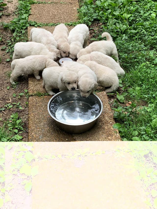 Branchway Forest Golden Retriever Puppies media 23