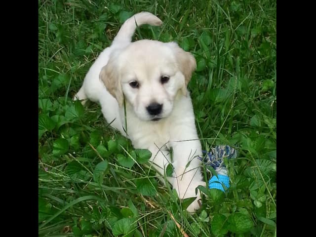 Branchway Forest Golden Retriever Puppies media 24
