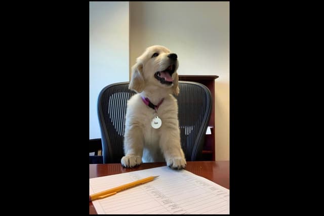 Branchway Forest Golden Retriever Puppies media 26