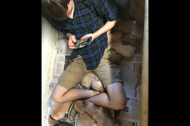 Branchway Forest Golden Retriever Puppies media 27