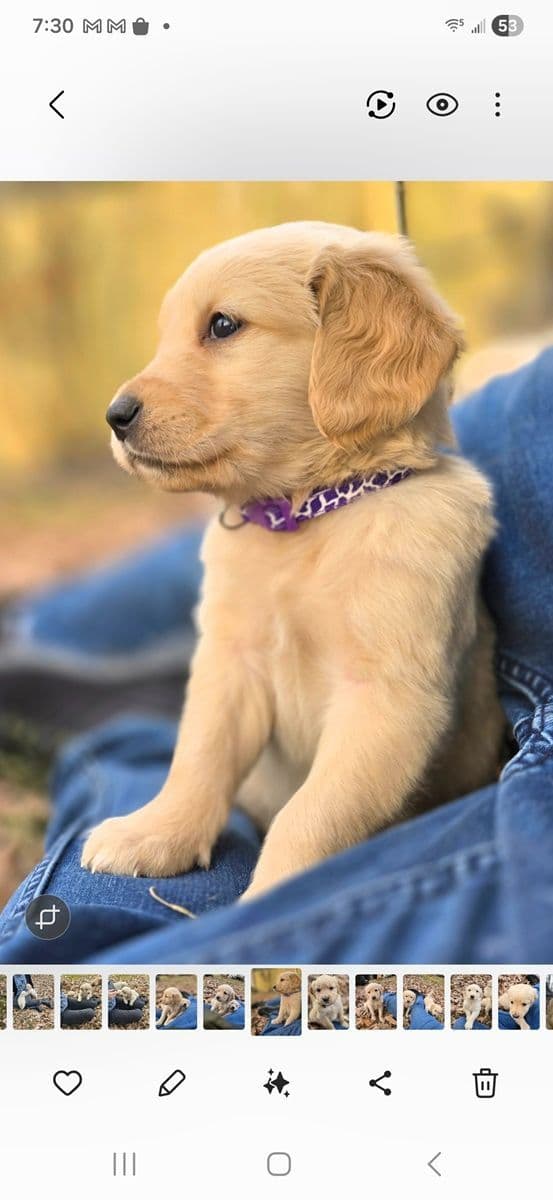 Branchway Forest Golden Retriever Puppies media 28