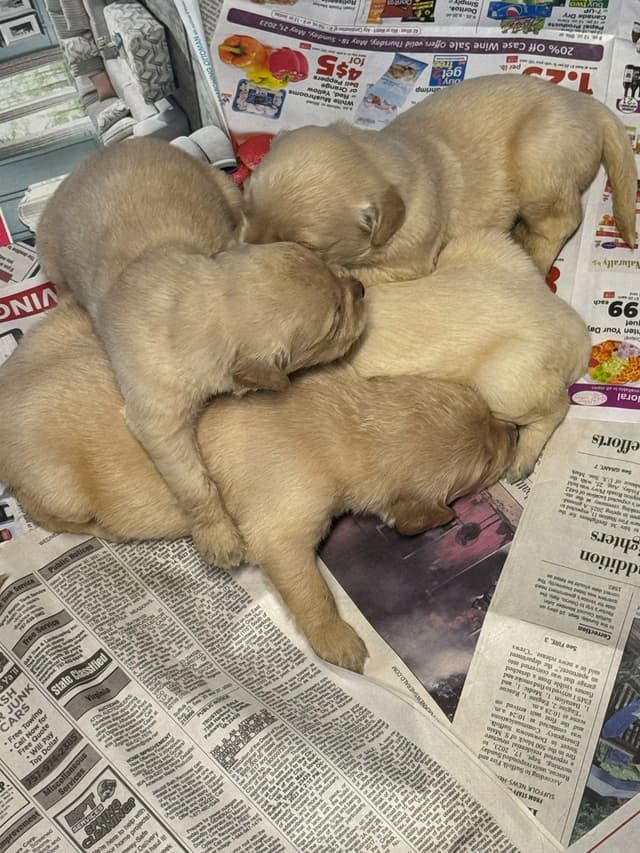 Branchway Forest Golden Retriever Puppies media 8