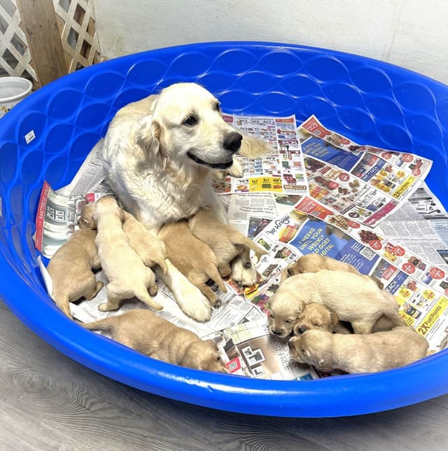 Branchway Forest Golden Retriever Puppies media 7