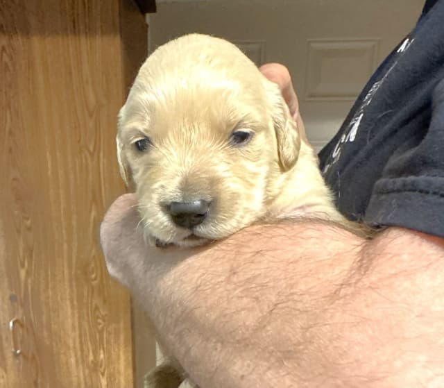 Branchway Forest Golden Retriever Puppies media 9