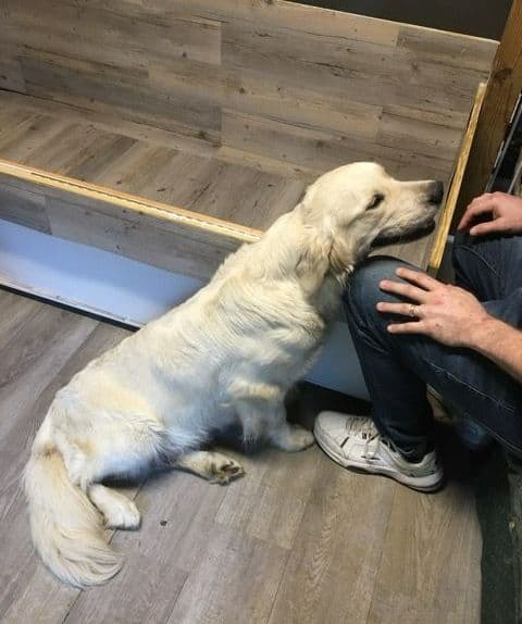 Branchway Forest Golden Retriever Puppies media 5