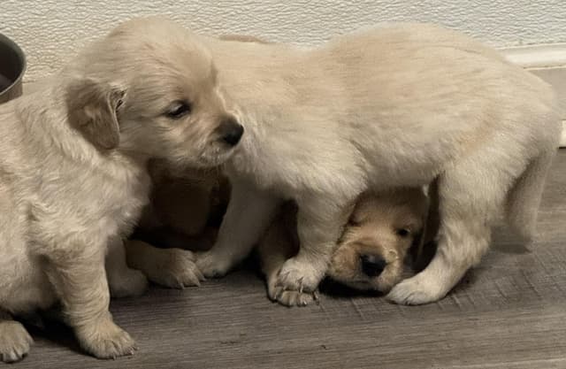 Branchway Forest Golden Retriever Puppies media 3