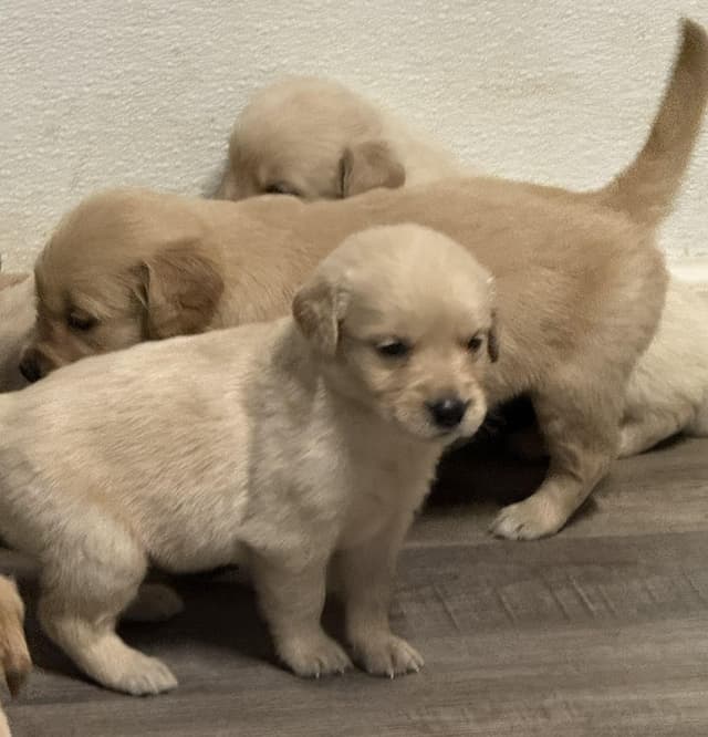Branchway Forest Golden Retriever Puppies media 4