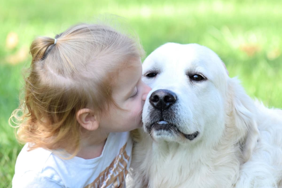 Golden Retriever Puppies breeder image 1