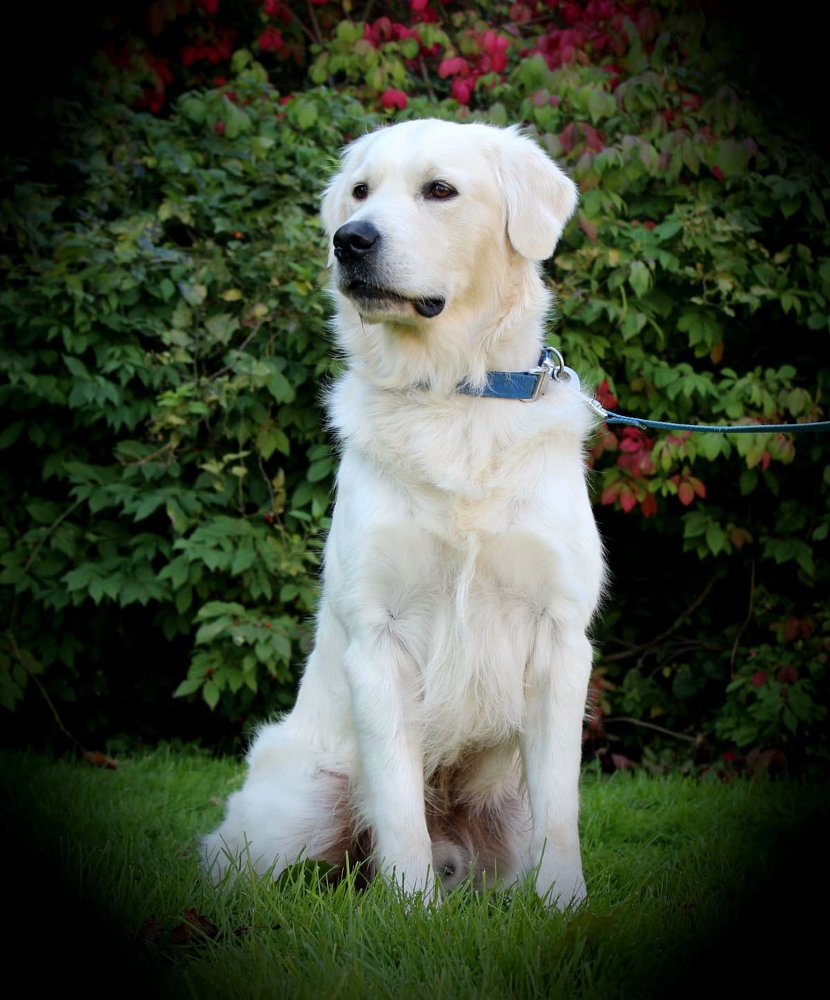 Golden Retriever Puppies breeder image 4