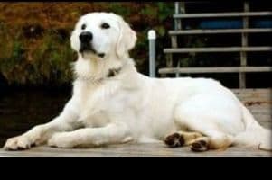 Golden Retriever Puppies breeder image 5