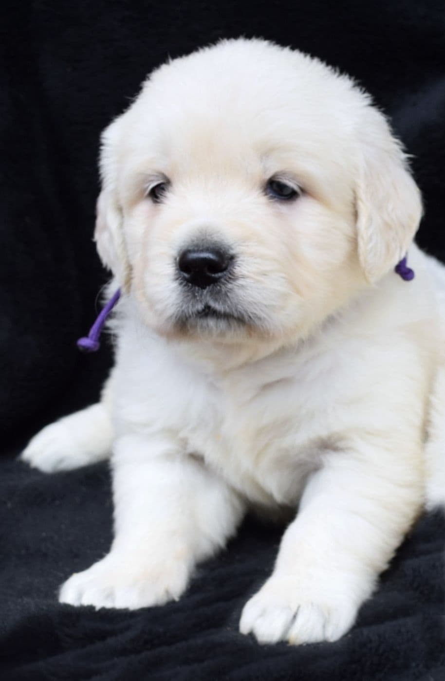 Golden Retriever Puppies breeder image 7